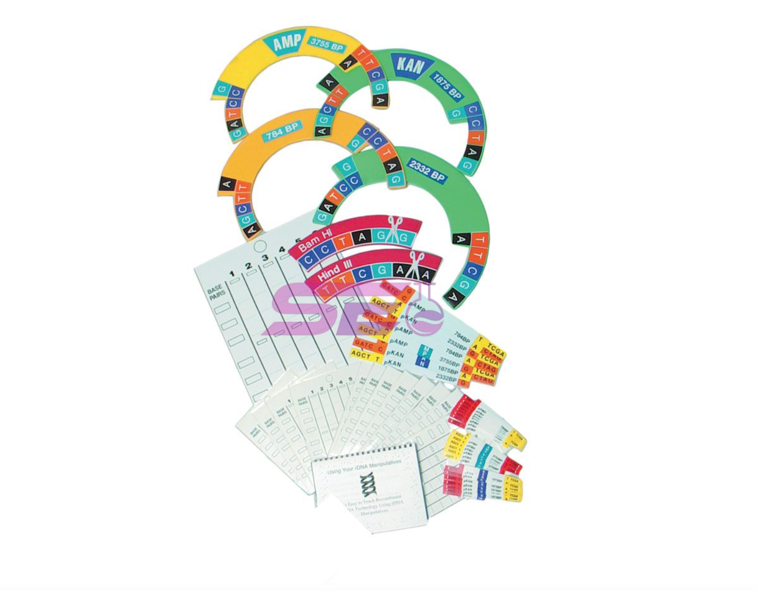 DNA Manipulatives Kit